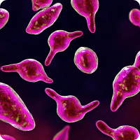 트리코모나스 질염